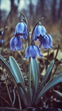 Close-up of bluebell flowers blooming in a natural meadow