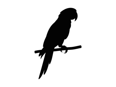 Black silhouette of a parrot perched on a branch vector illustration. EPS Editable. Vector Illustrations.