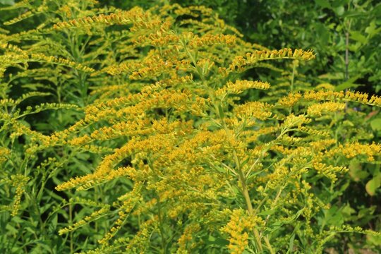 Solidago plant blooming in the meadow