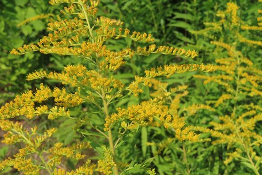 Solidago flowers in the field 