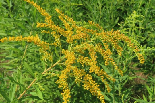Solidago plant in the meadow