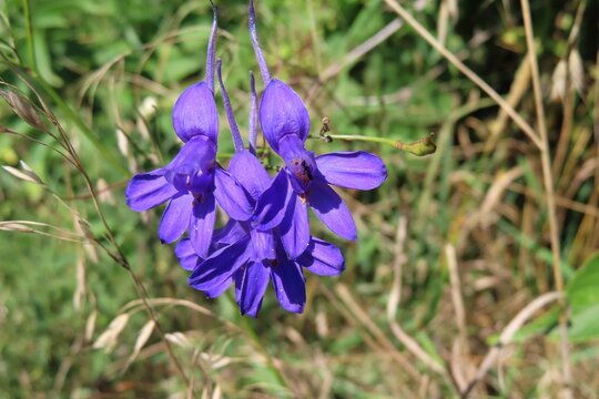 Blue Larkspur flowers in the field, closeup