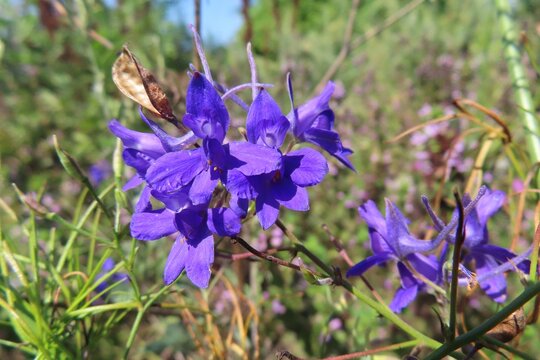 Blue Larkspur flowers in the field, closeup