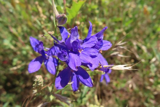 Blue Larkspur flowers in the field, closeup