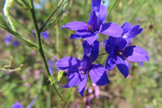 Blue Larkspur flowers in the field, closeup
