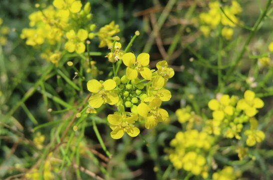 Yellow Barbarea vulgaris flowers in the meadow