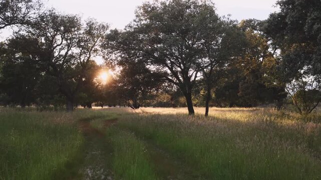 Golden sunlight filtering through a cork oak woodland