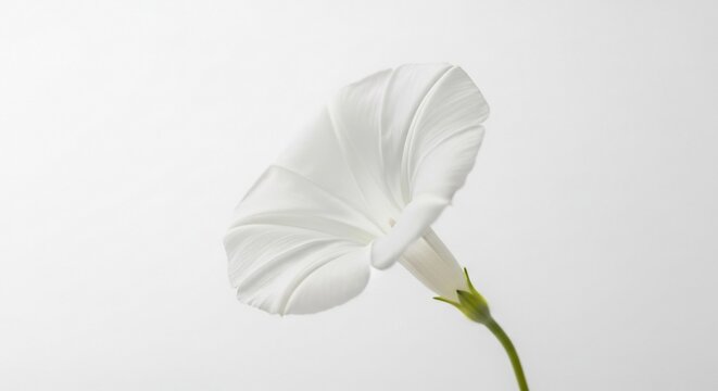 White flower bloom isolated
