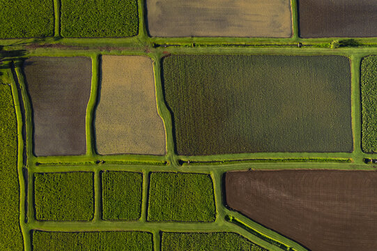 Aerial view of Taro Farm in Hanalei Valley with vibrant green taro patches and dark soil fields separated by narrow grass embankments in Kauai, Hawaii, United States.