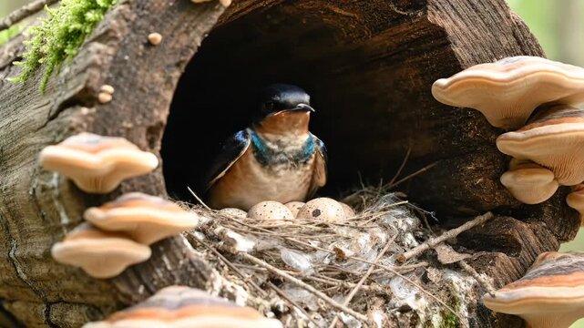 Swallow bird with eggs in a tree cavity nest