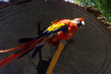 Close-up of a scarlet macaw feeding © ricardo