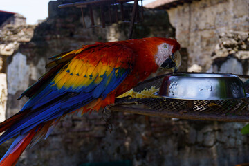 Scarlet macaw eating fruit © ricardo