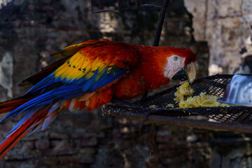 Scarlet macaw parrot perched on a wooden pole © ricardo