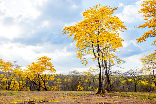 Florecimiento de los Guayacanes en Mangahurco