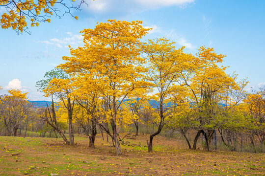 Florecimiento de los Guayacanes en Mangahurco