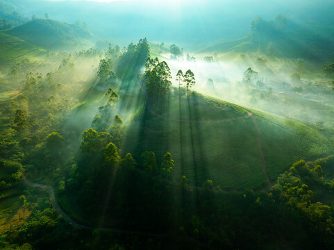 Munnar, India - 16 March 2024: Aerial view of the lush green tea plantations in Munnar, Kerala, with morning mist and dramatic sunbeams filtering through the trees.