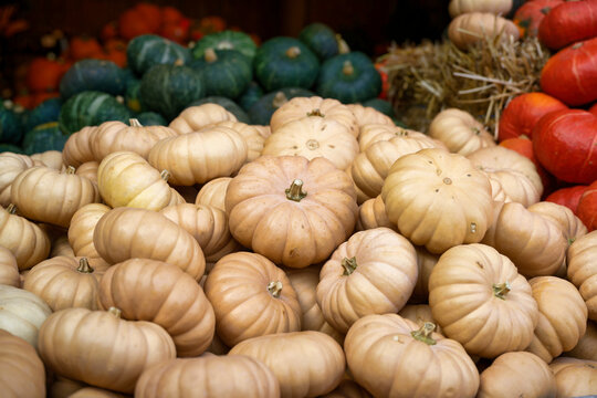 Abundance of pale cream miniature pumpkins stacked for sale, with green, orange gourds and hay in the background at an autumn market
