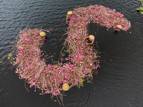 Satla, Bangladesh - 12 September 2022: Aerial view of farmers in traditional hats harvesting pink water lilies from the dark waters of a lake.