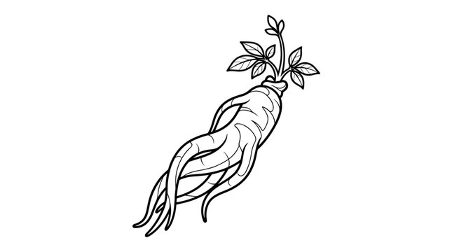 Elegant black and white line art illustration of a ginseng root with leaves, isolated on white background