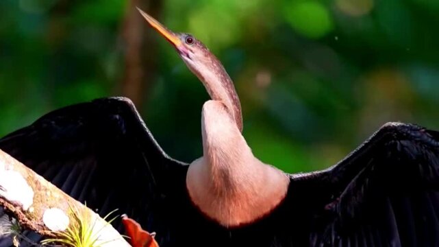 Anhinga bird perched on a tree branch spreading its wings in a lush green forest setting.