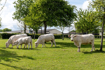 Fototapeta premium Dairy cows graze among apple trees in Normandy orchard, producing milk for camembert, livarot, pont leveque cheese and cider in this picturesque traditional farm landscape