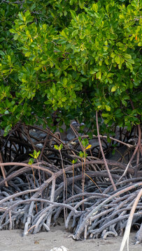 Healthy mangrove forest environment along coastline of tropical island of Kadavu in Fiji, South Pacific 