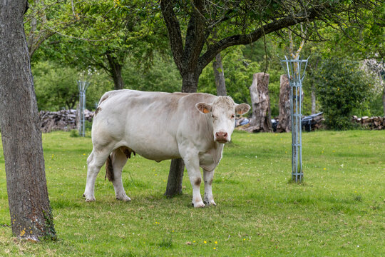 Dairy cows graze among apple trees in Normandy orchard, producing milk for camembert, livarot, pont leveque cheese and cider in this picturesque traditional farm landscape