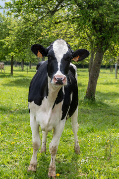 Dairy cows graze among apple trees in Normandy orchard, producing milk for camembert, livarot, pont leveque cheese and cider in this picturesque traditional farm landscape