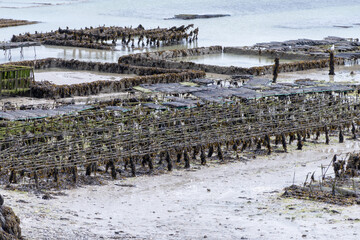 View of underwater oyster farms in Cancale, Brittany, exposed during low tide, raditional sustainable aquaculture and production of premium French oysters, France © barmalini