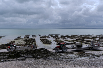 View of underwater oyster farms in Cancale, Brittany, exposed during low tide, raditional sustainable aquaculture and production of premium French oysters, France © barmalini