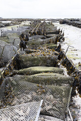 View of underwater oyster farms in Cancale, Brittany, exposed during low tide, raditional sustainable aquaculture and production of premium French oysters, France © barmalini