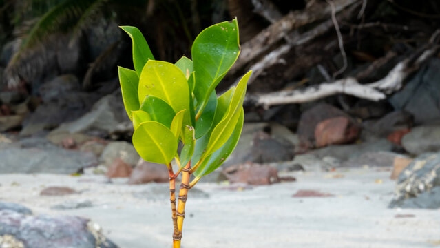 Closeup young mangrove plant with new green leaves growing on coastal environment tropical island in Fiji, South Pacific