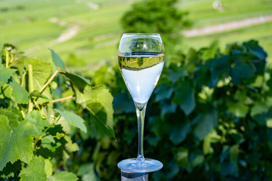 Glass of champagne sparkling wine on Hautvillers champagne vineyards in Marne Valley with rolling green hills, young grapevines, chalk terroir, traditional methode champenoise production.