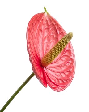 Close-up of pink anthurium flamingo flower with spadix isolated on white background