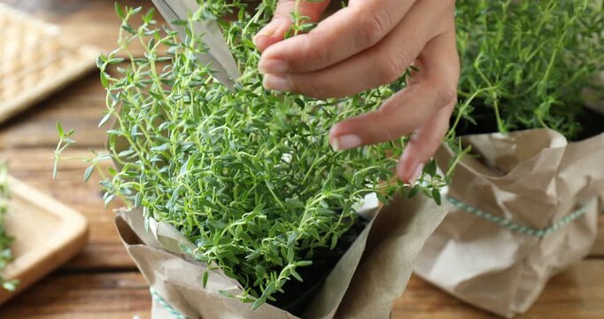 Woman cutting fresh potted thyme at wooden table, closeup