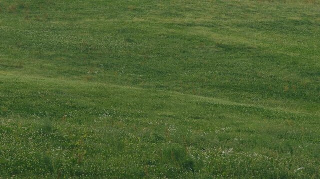 Grassland on a Gentle Slope
