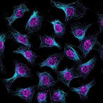 Fluorescence microscopy of stained cells glowing cyan and magenta