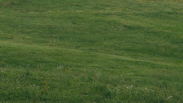 Grassland on a Gentle Slope
