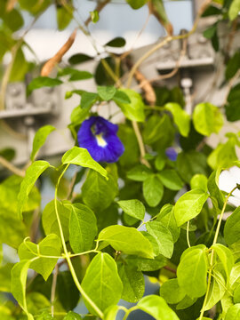 Asian pigeonwings or Butterfly pea plant as background