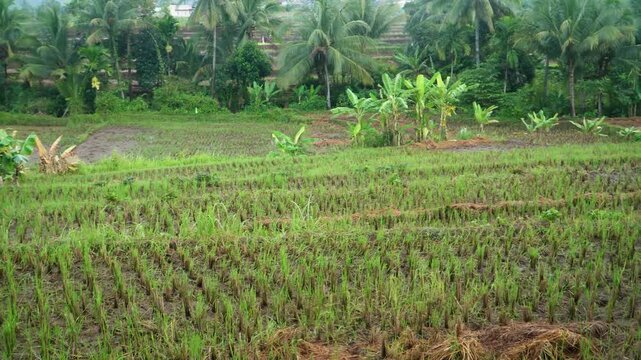 Lush green rice paddies with young shoots growing in rows under tropical palm trees. Natural farming scene with wet soil and vibrant vegetation for agricultural or rural life imagery.