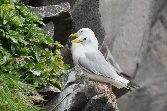 The black-legged kittiwake (Rissa tridactyla) is a seabird species in the gull family Laridae.