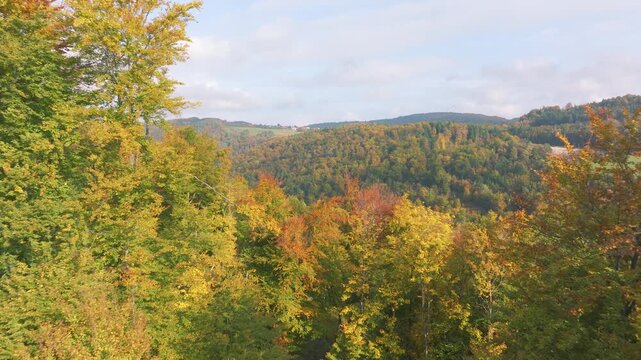AERIAL: Colorful autumn forest covering rolling hills in Gorenjska, Slovenia. Green, yellow and orange treetops stretch toward a rural valley beneath a cloudy sky. Scenic landscape in fall season.