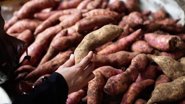 Close-up of a hand selecting sweet potatoes from a large pile at a market stall. Natural lighting, earthy tones, rustic setting. Ideal for food shopping, agriculture, or healthy eating concepts.