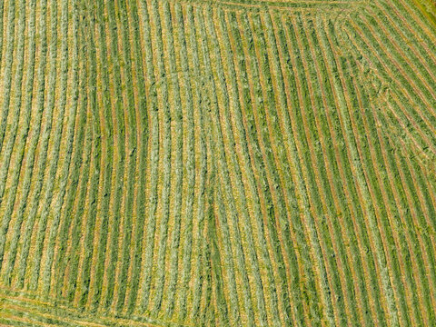 Aerial view of a harvested field with neatly arranged rows of cut hay in the rural landscape of Liabygda, More og Romsdal, Norway.