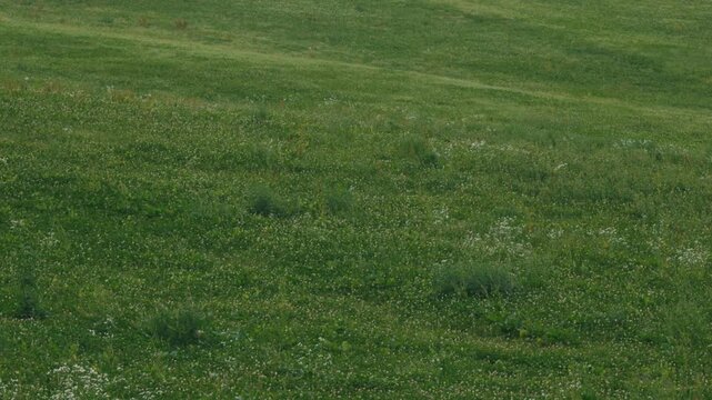 Grassland on a Gentle Slope
