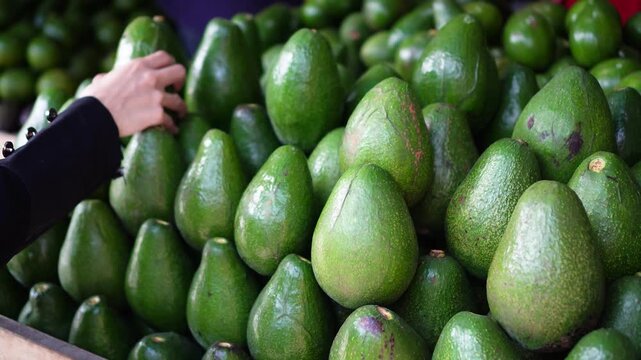 Close-up of a hand selecting fresh green avocados from a large pile at a market stall. Natural lighting highlights the fruit's texture and vibrant color, ideal for food.