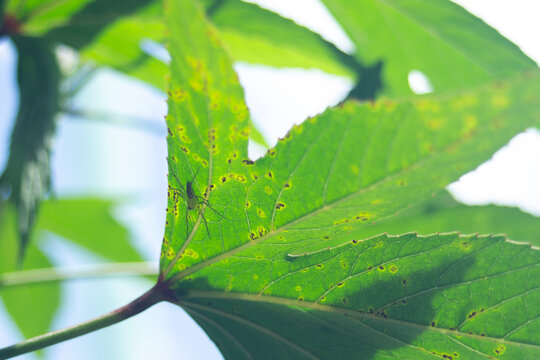 Macro shot of a green lynx spider camouflage on a leaf edge.An exceptional close-up macro photograph capturing a vibrant green lynx spider (Peucetia viridans / Oxyopidae) 