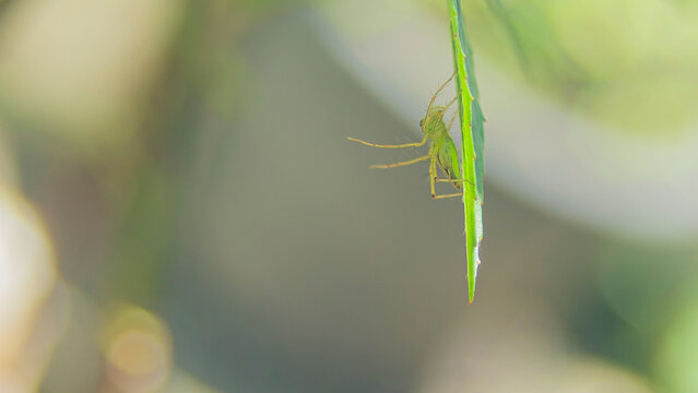Macro shot of a green lynx spider camouflage on a leaf edge.An exceptional close-up macro photograph capturing a vibrant green lynx spider (Peucetia viridans / Oxyopidae) 