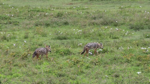 A wild jackal moving through an open natural landscape, displaying its slender body, pointed ears, narrow muzzle, bushy tail, and alert posture. The adaptable canine is surrounded by dry grass and sca