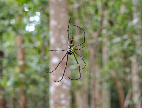 Golden orb web spider close up on a web